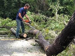 Professional Tree Care in Hartington, NE