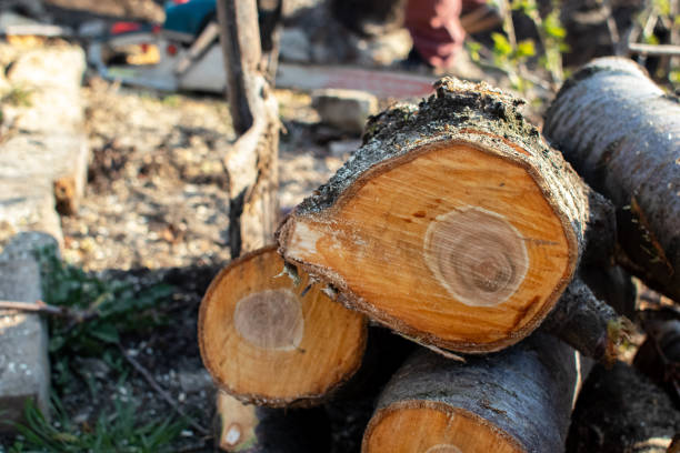 How Our Tree Care Process Works  in  Hartington, NE